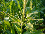ccmof_website003011.jpg