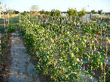 ccmof_website003013.jpg